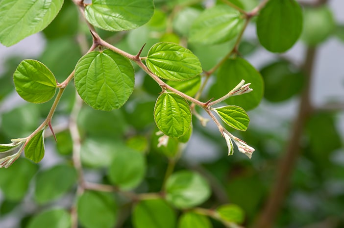Manfaat Daun Bidara