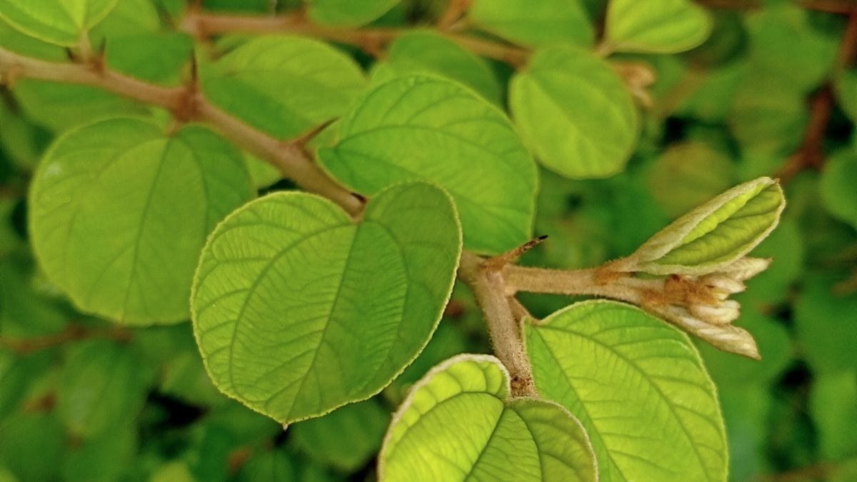 Manfaat Daun bidara untuk Sistem Pencernaan
