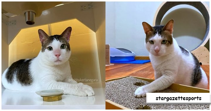 Penampakan Kamar Tidur Bobby Kertanegara, Kucing Prabowo Subianto yang Dilengkapi AC Bikin Warganet Iri